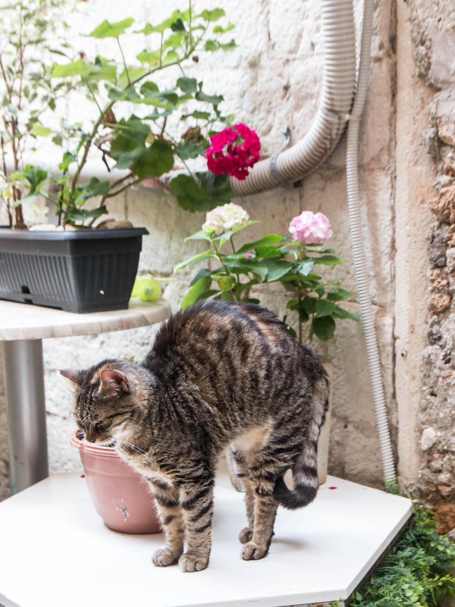 Ella La Bella II Dubrovnik Old Town Apartment Екстериор снимка